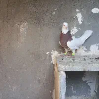 طوقی جفتی|پرنده|سبزوار, دانشگاه آزاد|دیوار