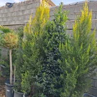 شمشاد طلائ|گل و گیاه طبیعی|ماهدشت, |دیوار