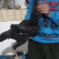جوجه مرغ خروس لاری|پرنده|میاندوآب, |دیوار