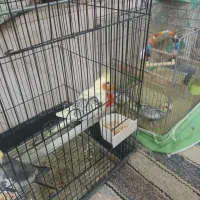 مرغ عروس|پرنده|کویرات, |دیوار