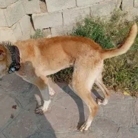 سگ سرابی|سگ|مشهد, خواجه ربیع|دیوار