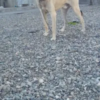 الدرم ۷ ماهه اصل سرابی