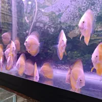 ماهی دیسکس|ماهی|اردبیل, |دیوار