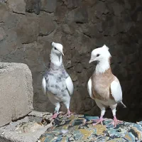 کبوتر