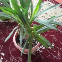 جانوشابه ای تمیز ..سالم