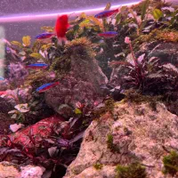 گیاه اکواریوم