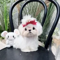 مالی شیت|سگ|تهران, شهرک هما|دیوار