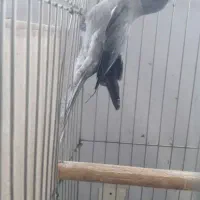 طوطی ملنگو|پرنده|قم, باسکول|دیوار