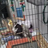 عروس هلندی 4میلیون با قفس|پرنده|الیگودرز, |دیوار