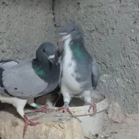 کبوتر دمگیر|پرنده|اصفهان, ولدان|دیوار