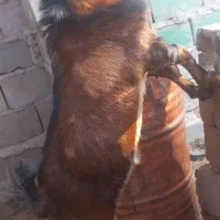 بزچاق وچله نر هردوتاباهم ۳۰میلیون|حیوانات مزرعه|هیرمند, |دیوار