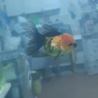 ماهی گلدفیش اوراندا و تریکالر کالیکو
