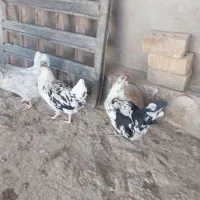 فروش تخم نطفه دار مرغ امروک یا پیلموت. گلین پنگونی|حیوانات مزرعه|نورآباد ممسنی, |دیوار