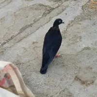 دمگیر خرقه سینه واز تهرونی|پرنده|ابریشم, |دیوار