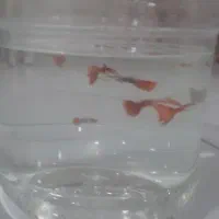 ماهی گپی نصف قیمت