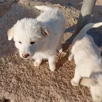 توله اشپیتز پامر|سگ|شیراز, داریون|دیوار