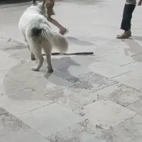 سگ هاسکی گمشده|سگ|یزد, |دیوار