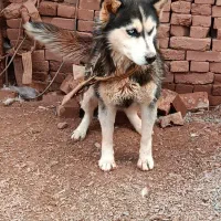 هاسکی|سگ|خواجه, |دیوار