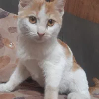 واگذاری بچه گربه