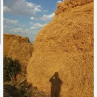 فروش یونجه روستای باغدرق