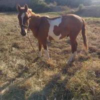 اسب|اسب و تجهیزات اسبسواری|گرگان, |دیوار