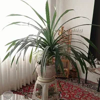 گل طبیعی پاندانوس