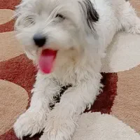 سگ شیتزو|سگ|شهرکرد, |دیوار