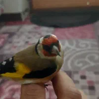 سهره باغی|پرنده|دورود, |دیوار