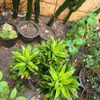 کامپک سانسوریا دم روباهی