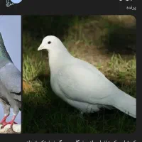 کود پرنده کبوتر