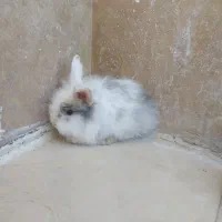 بچه خرگوش لپی زیبا و بازیگوش