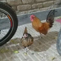 مرغ و خروس سبرایت ژاپنی|حیوانات مزرعه|پاکدشت, پاکدشت (مامازند)|دیوار