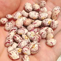 لوبیا چیتی