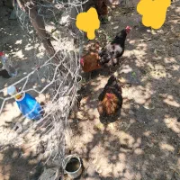 تعداد ۵ عدد مرغ تخمگذار