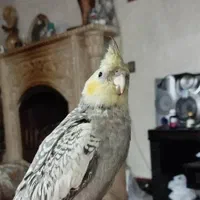 عروس هلندی گم شده