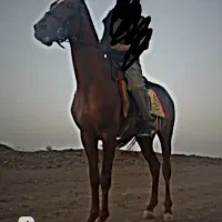 اسب ترکمن اصیل نریان مدرک دار|اسب و تجهیزات اسب‌سواری|مشهد, الهیه|دیوار