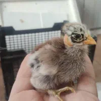 جوجه|حیوانات مزرعه|شیراز, تندگویان|دیوار