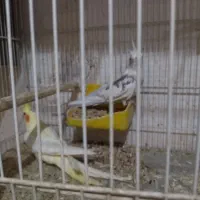 جفت عروس مولد