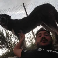 پژدر 15ماهه.توله راموس|سگ|درگزین, |دیوار