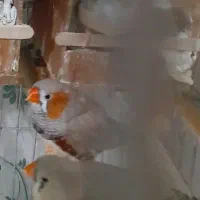 ۱جفت فنچ کینگ اورنج +قفس کوچک