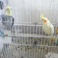 جفت عروس هلندی مولد و جوجه عروس