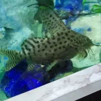 ماهی کت فیش