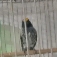 گلبسر و سهره