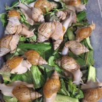 حلزون مولد|خزنده|قم, پردیسان|دیوار