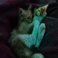 بچه گربه|گربه|بجنورد, |دیوار