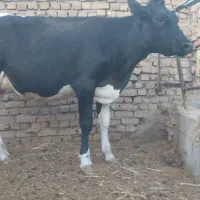 گاو و گوساله