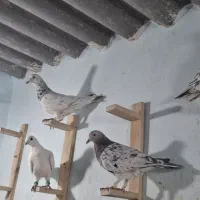 ۲۰ عدد کوهی|پرنده|کارون, |دیوار