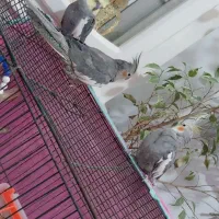 فروش عروس هلند ی|پرنده|گرمسار, |دیوار