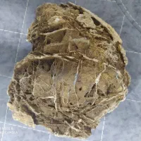 سنگ فسیل خیلی زیبا