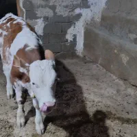 گوساله نر|حیوانات مزرعه|بجنورد, |دیوار